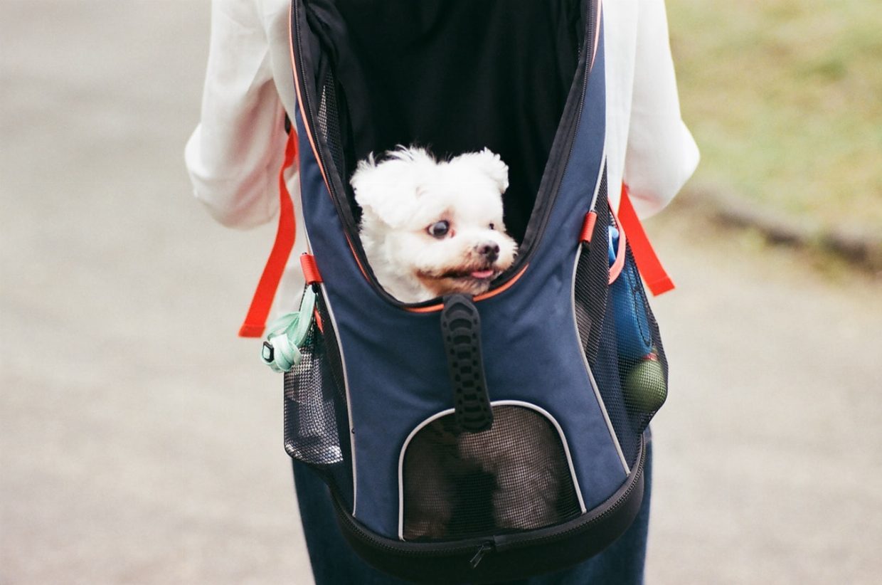 Dog Backpacks Sizing Table - Post Thumbnail